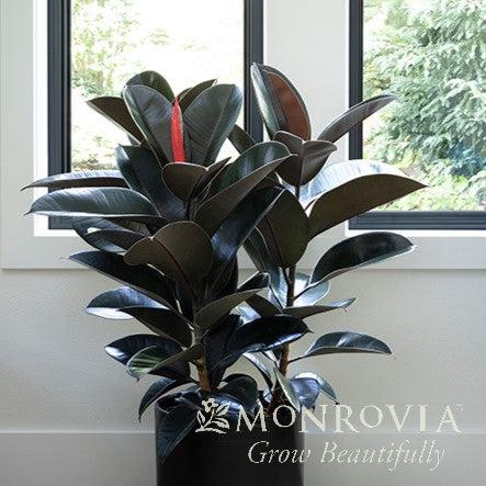 Ficus elastica 'Abidjan' ~ Monrovia® Abidjan Rubber Plant-ServeScape