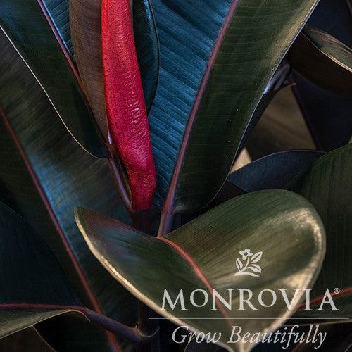 Ficus elastica 'Abidjan' ~ Monrovia® Abidjan Rubber Plant-ServeScape