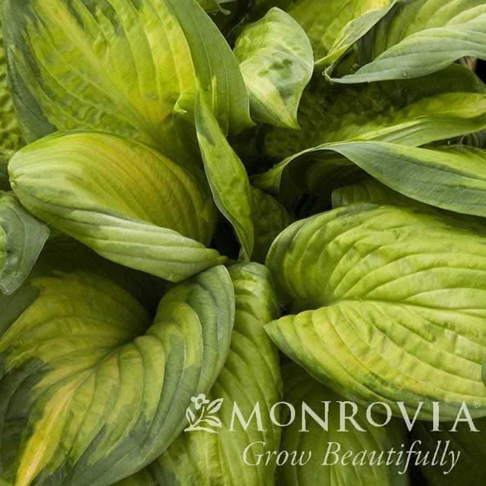 Hosta 'Stained Glass' ~ Monrovia® Stained Glass Hosta-ServeScape