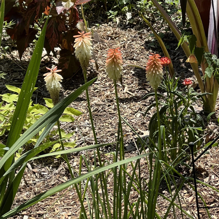 Kniphofia 'High Roller' ~ High Roller Red Hot Poker-ServeScape