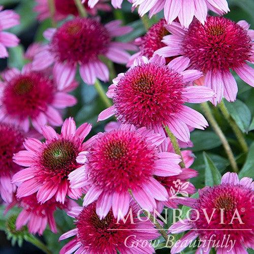 Echinacea 'Sunny Days Ruby' ~ Monrovia® Sunny Days™ Ruby Echinacea, Coneflower-ServeScape