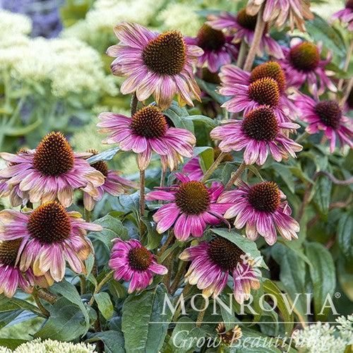 Echinacea 'Sweet Sandia' ~ Monrovia® Sweet Sandia Coneflower-ServeScape