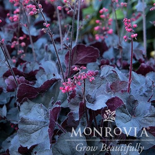 Heuchera 'Black Forest Cake' ~ Monrovia® Black Forest Cake Heuchera-ServeScape