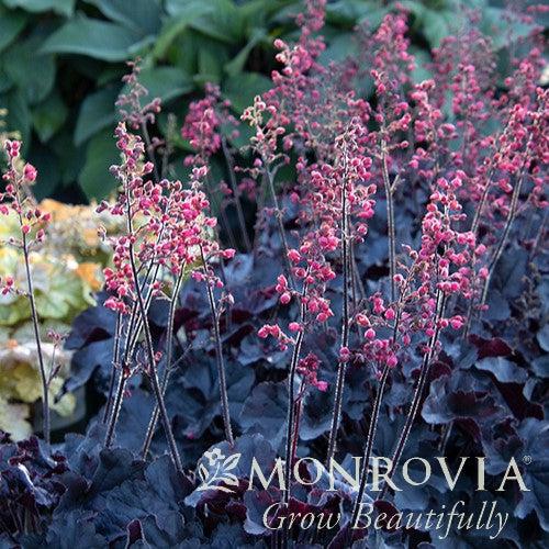 Heuchera 'Black Forest Cake' ~ Monrovia® Black Forest Cake Heuchera-ServeScape