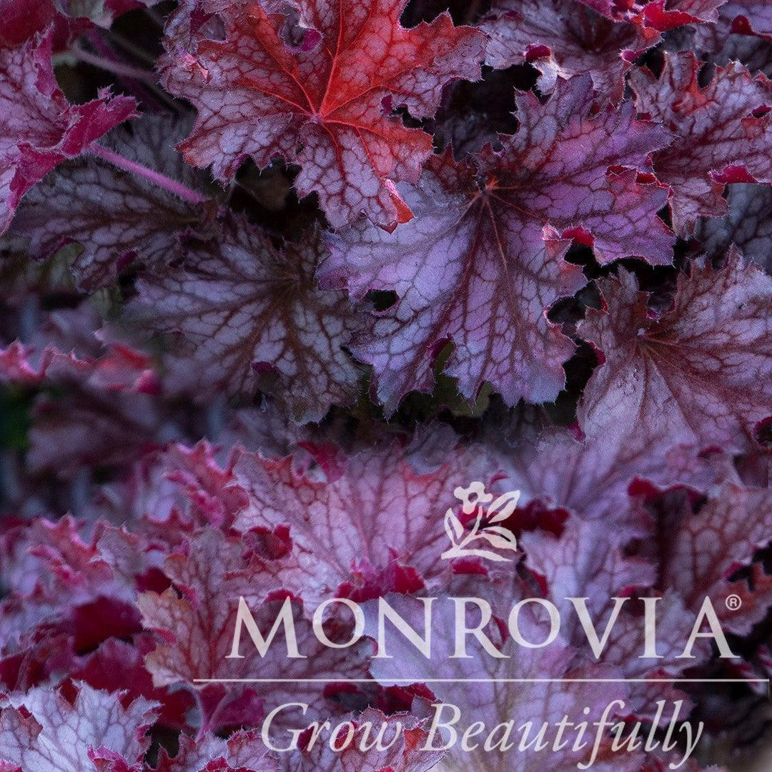 Heuchera 'Ruby Tuesday' ~ Ruby Tuesday Heuchera-ServeScape