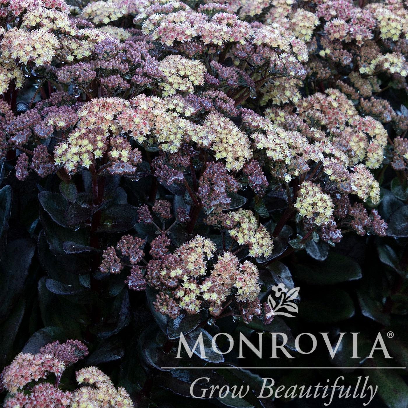 Sedum telephium 'Conga Line' ~ Monrovia® Conga Line Sedum-ServeScape