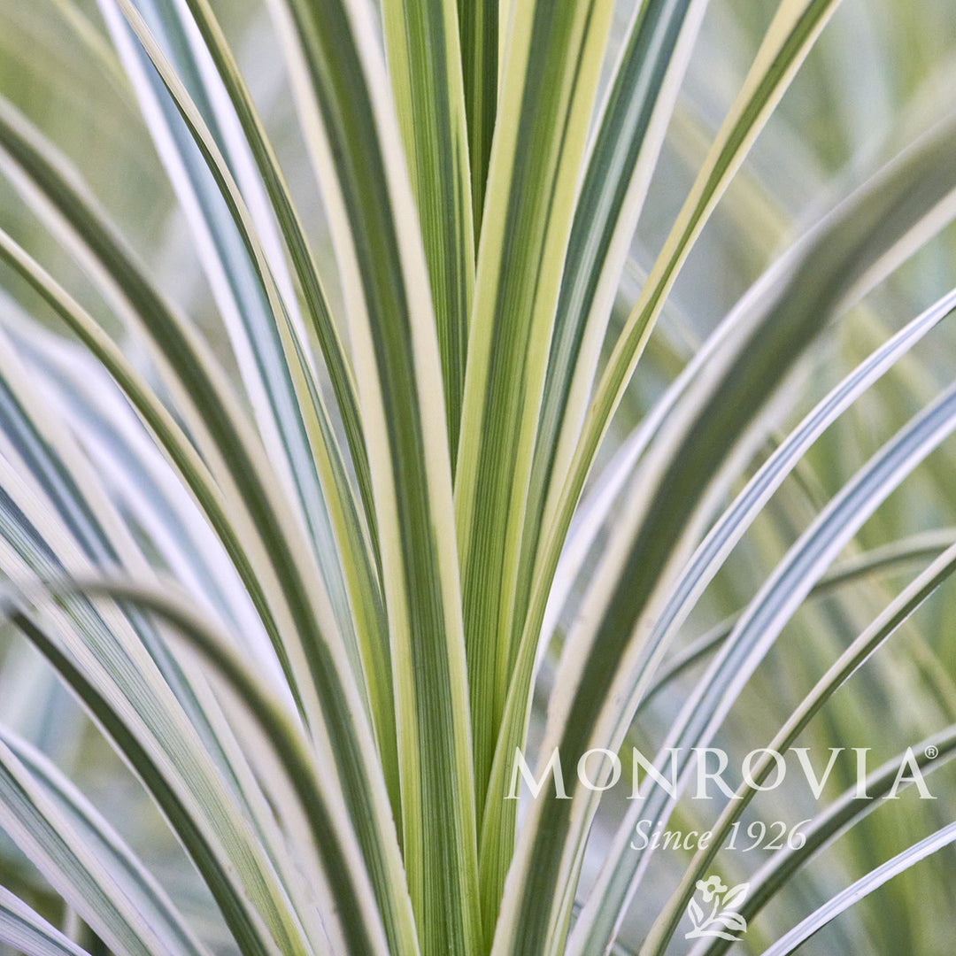 Cordyline 'Alcorlipa' ~ Monrovia® Lime Passion Cordyline-ServeScape