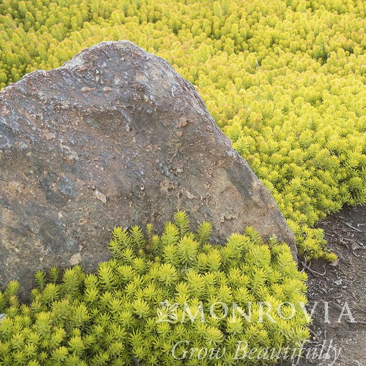 Sedum rupestre 'Angelina' ~ Monrovia® Angelina Stonecrop-ServeScape