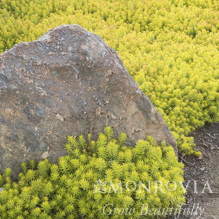Sedum rupestre 'Angelina' ~ Monrovia® Angelina Stonecrop-ServeScape