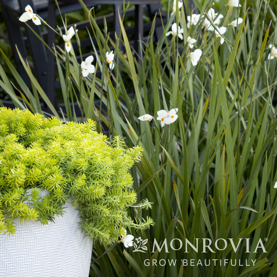 Sedum rupestre 'Angelina' ~ Monrovia® Angelina Stonecrop-ServeScape
