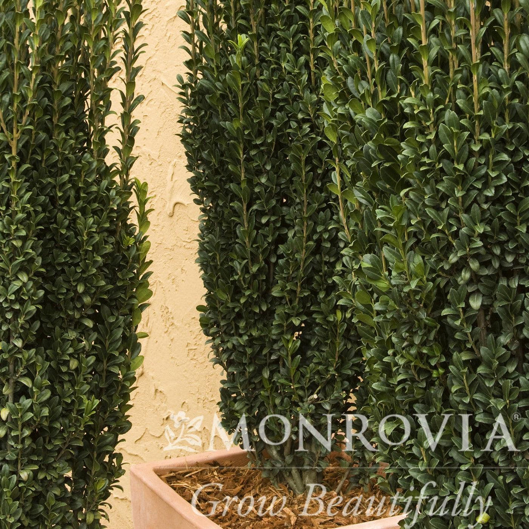 Ilex crenata 'Sky Pencil' ~ Monrovia® Sky Pencil Japanese Holly-ServeScape
