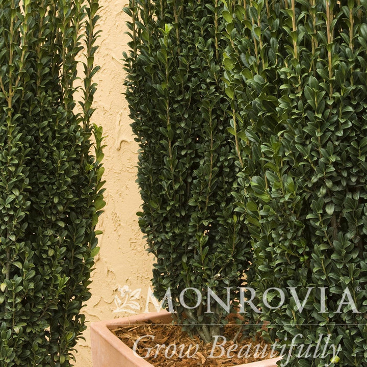 Ilex crenata 'Sky Pencil' ~ Monrovia® Sky Pencil Japanese Holly-ServeScape