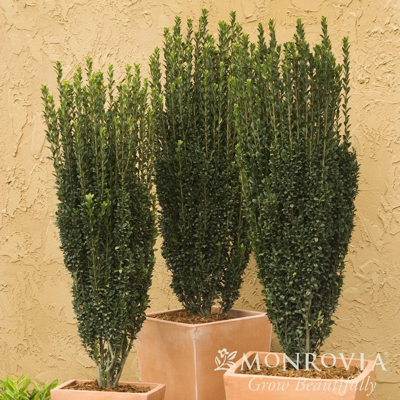 Ilex crenata 'Sky Pencil' ~ Monrovia® Sky Pencil Japanese Holly-ServeScape