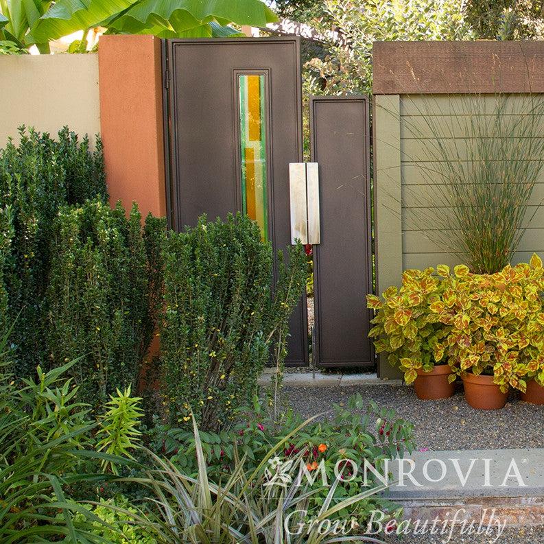 Ilex crenata 'Sky Pencil' ~ Monrovia® Sky Pencil Japanese Holly-ServeScape