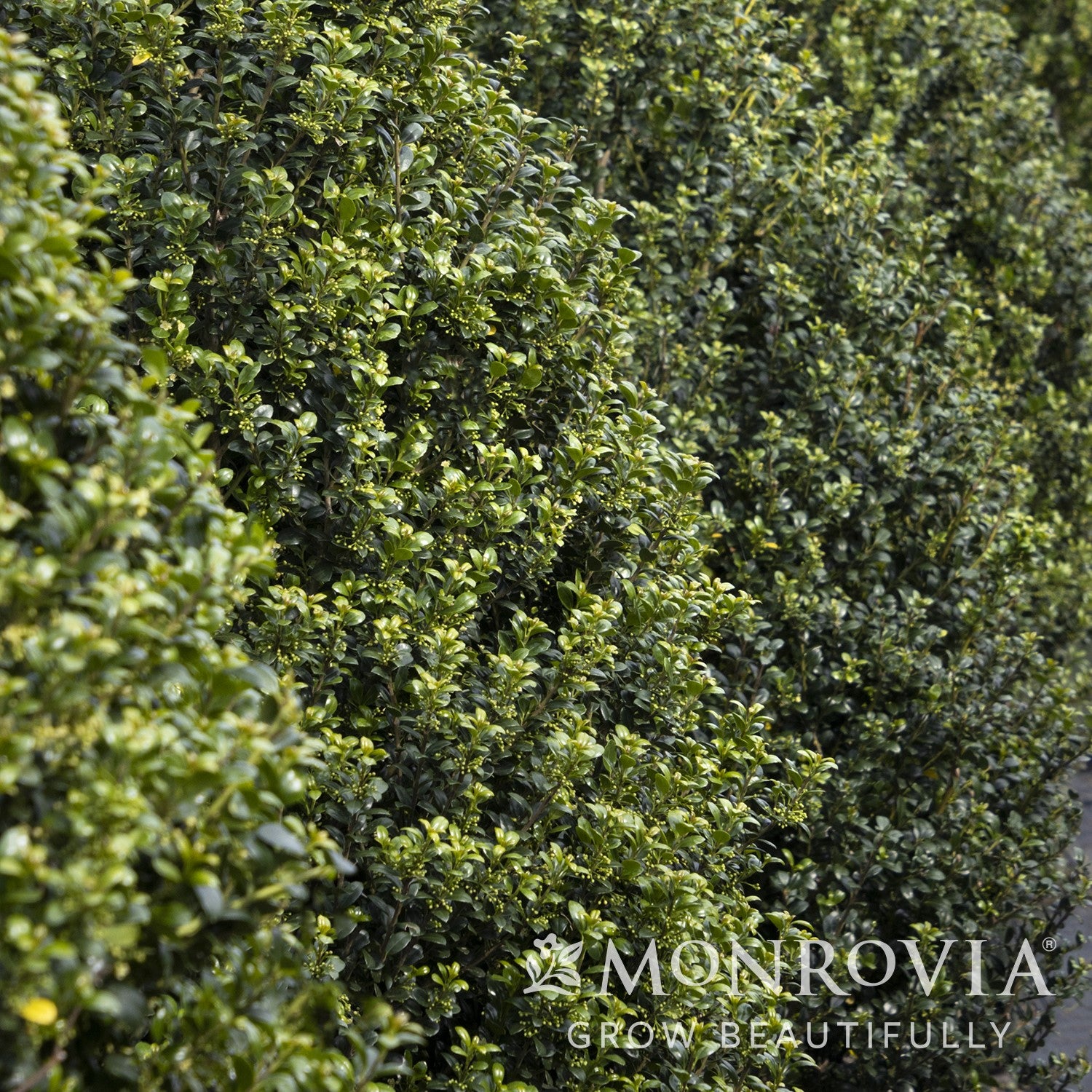 Ilex crenata 'Steeds' ~ Monrovia® Steeds Upright Japanese Holly-ServeScape