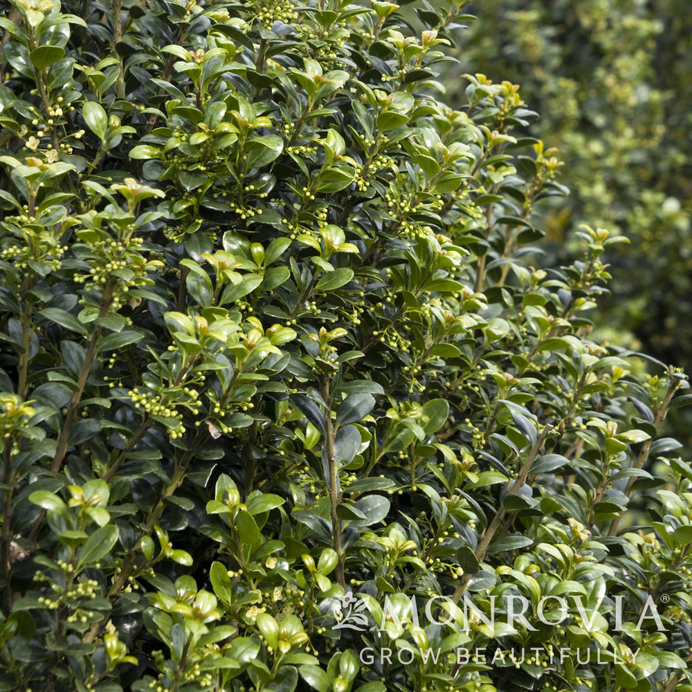 Ilex crenata 'Steeds' ~ Monrovia® Steeds Upright Japanese Holly-ServeScape