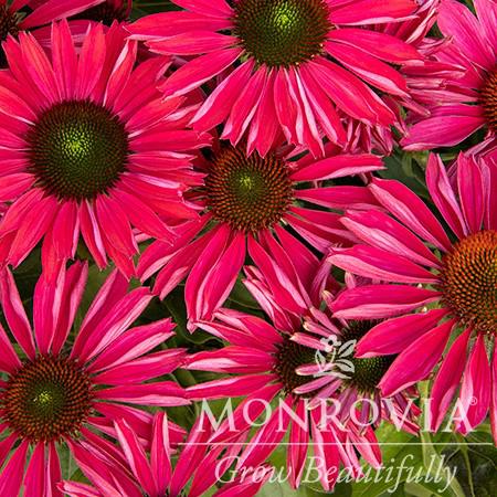 Echinacea 'TNECHKR' PP28,768 ~ Monrovia® Kismet® Raspberry Coneflower-ServeScape