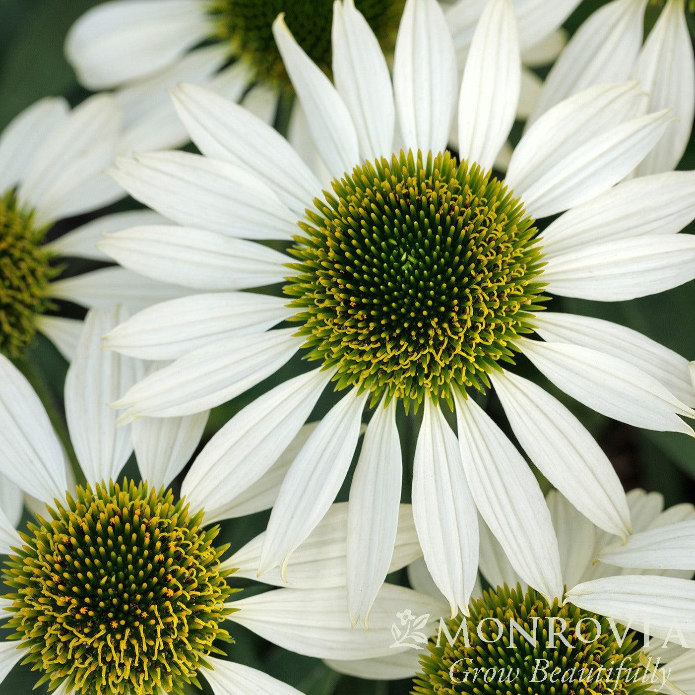 Echinacea 'TNECHKW' PPAF ~ Monrovia® Kismet® White Coneflower-ServeScape