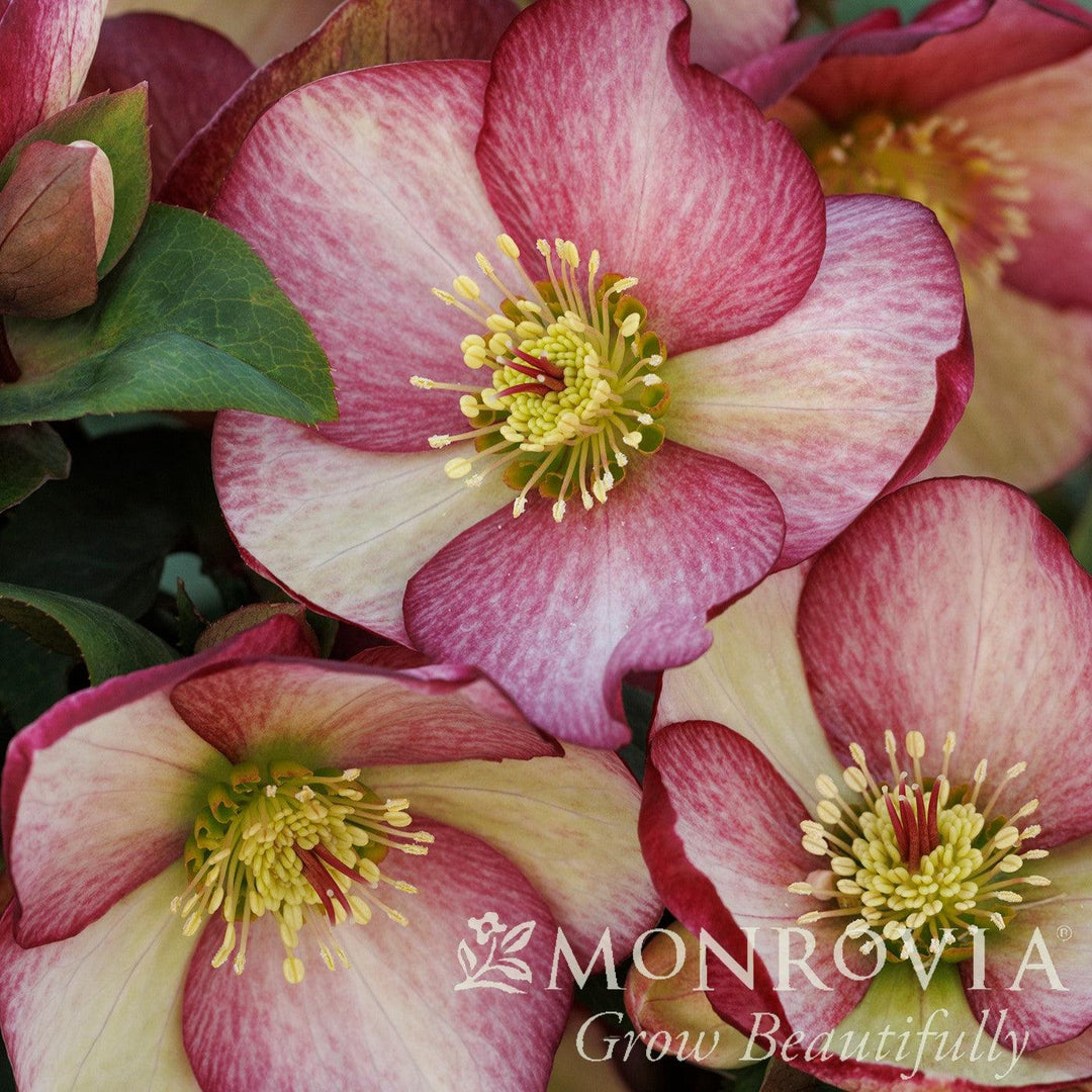 Helleborus x glandorfensis 'COSEH 5400' ~ Monrovia® HGC® Ice N' Roses Rosado Lenten Rose-ServeScape