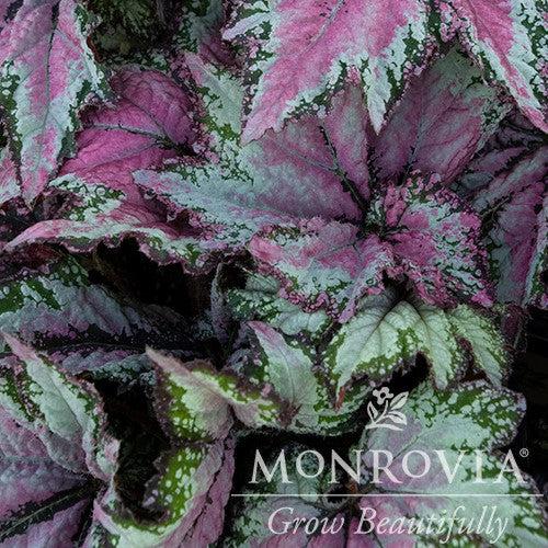 Begonia 'Dancing Peacock' ~ Monrovia® T Rex™ Dancing Peacock Rex Begonia-ServeScape