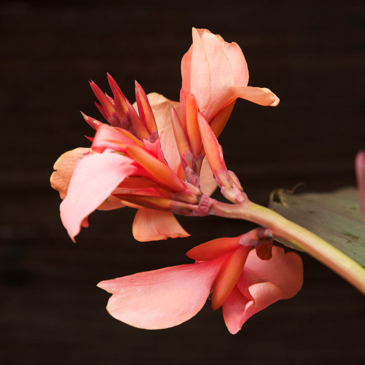 Canna x generalis 'Cannova Bronze Peach' ~ CANNOVA® Bronze Peach Canna Lily-ServeScape