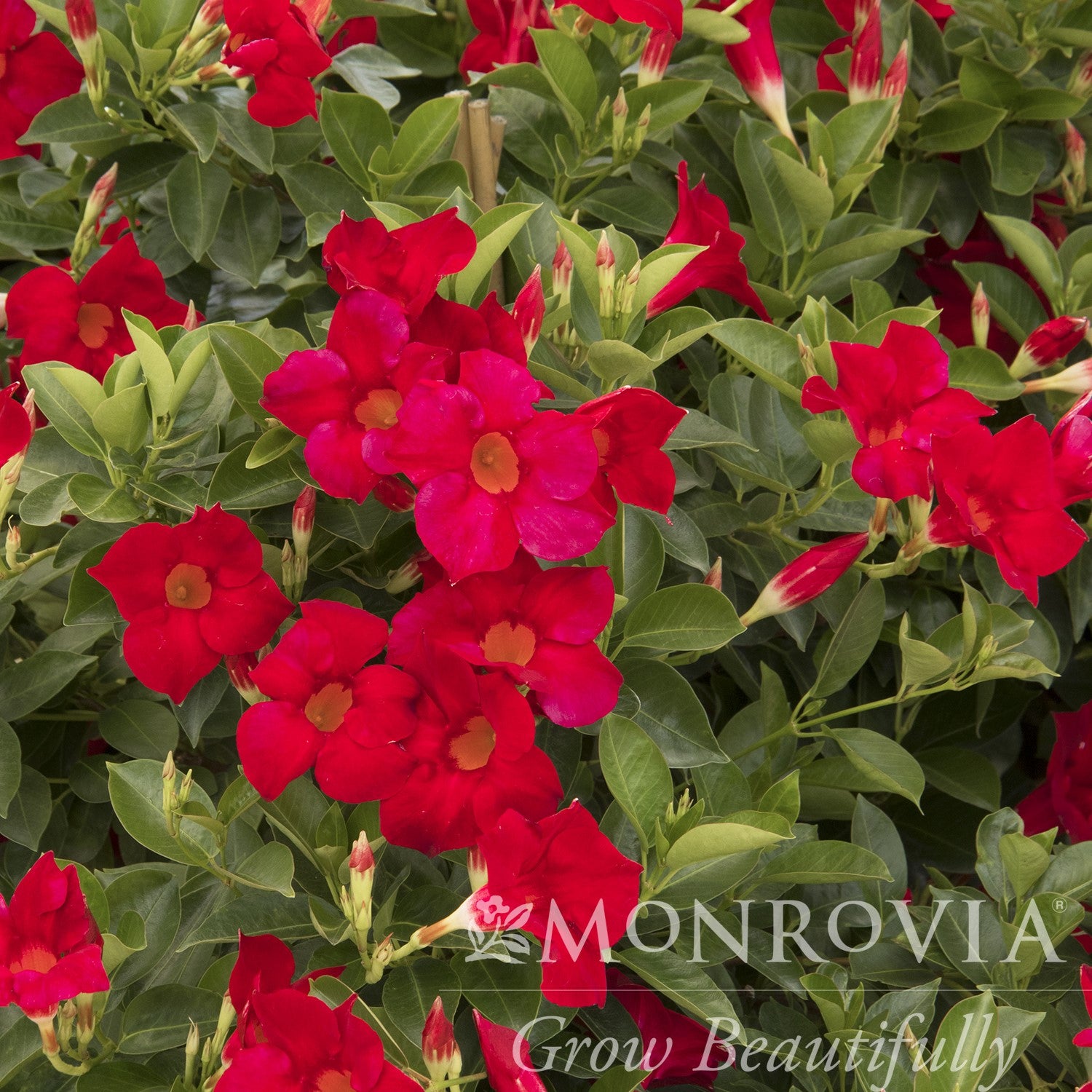 Mandevilla x 'Sunmandecrim' PP #15,539 ~ Monrovia® Sun Parasol® Crimson Mandevilla-ServeScape