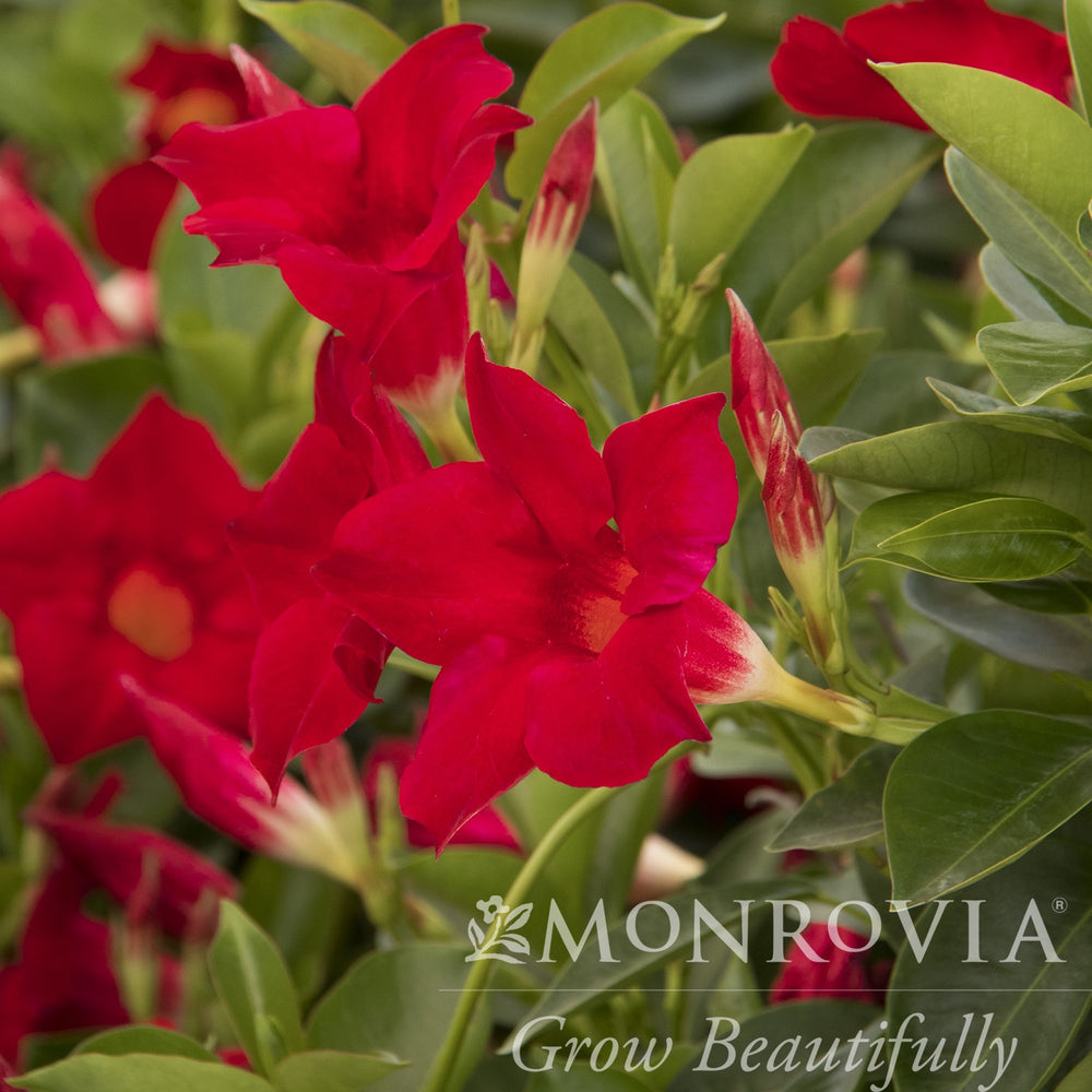 Mandevilla x 'Sunmandecrim' PP #15,539 ~ Monrovia® Sun Parasol® Crimson Mandevilla-ServeScape