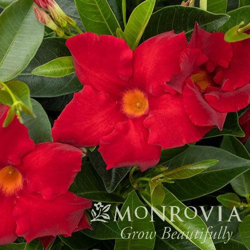 Mandevilla x 'MANZ0019’ ~ Monrovia® Sun Parasol® Giant Red Mandevilla-ServeScape