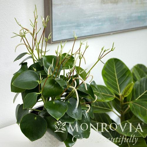 Peperomia polybotrya ~ Monrovia® Raindrop Peperomia-ServeScape