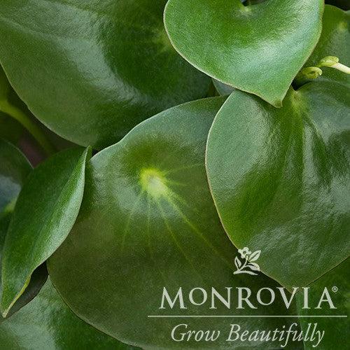 Peperomia polybotrya ~ Monrovia® Raindrop Peperomia-ServeScape