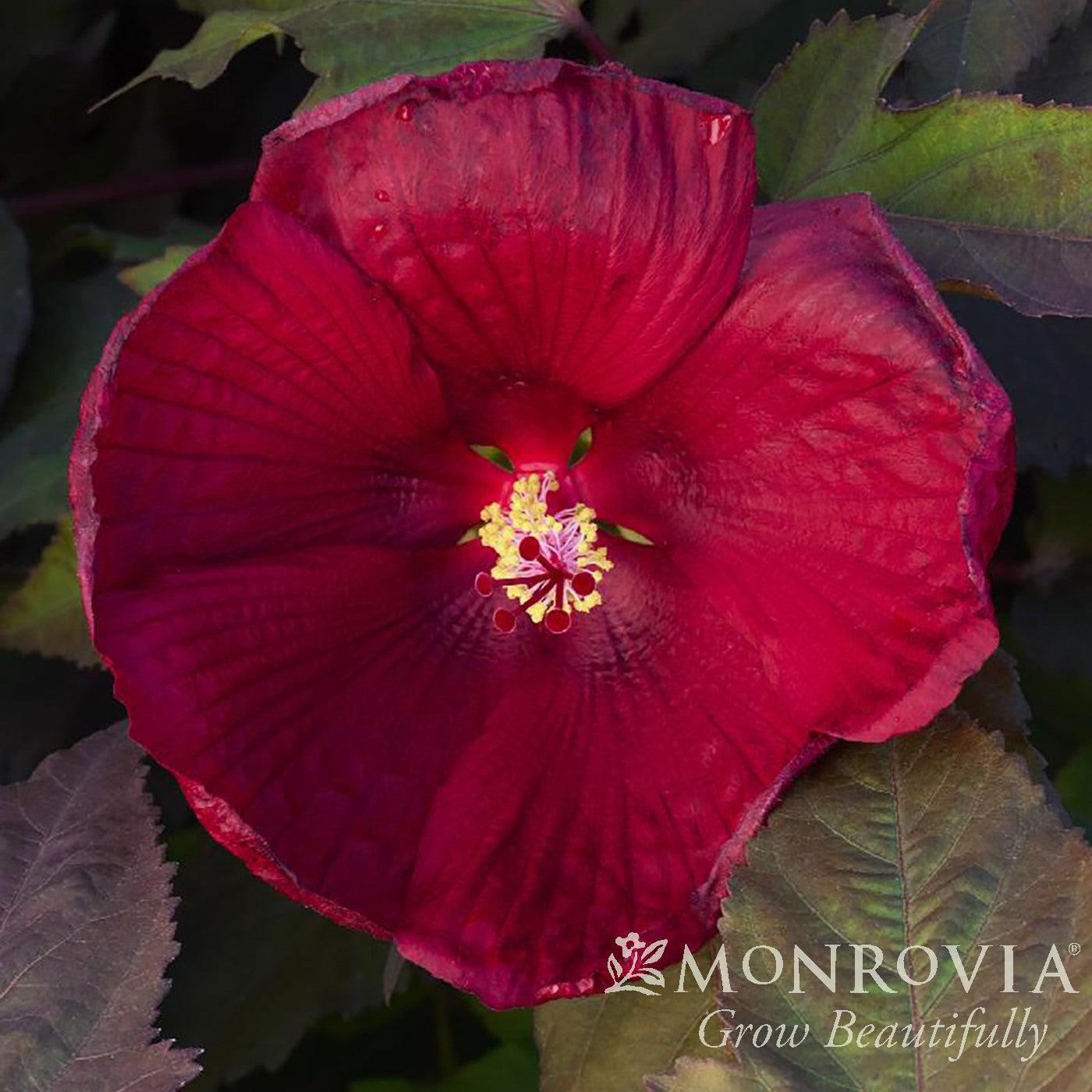 Hibiscus moscheutos 'RutHib4' ~ Monrovia® Head Over Heels® Desire™ Hibiscus-ServeScape