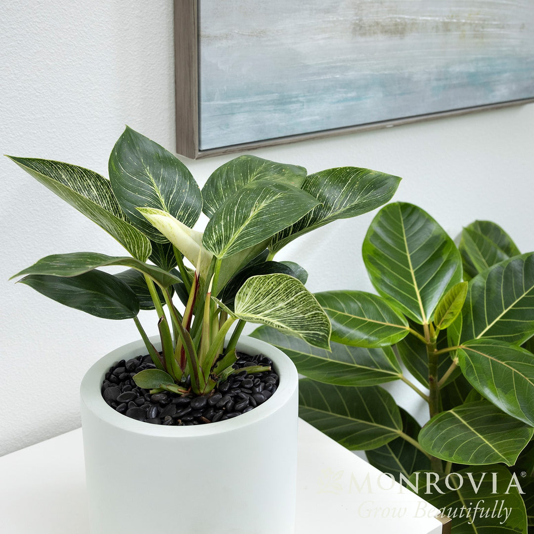 Philodendron Tatei 'Birkin’ ~ Monrovia® Birkin Philodendron-ServeScape
