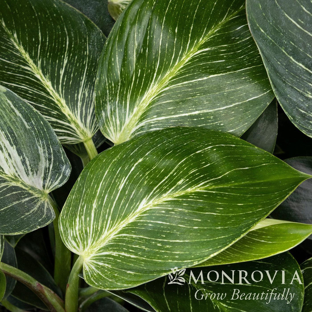 Philodendron Tatei 'Birkin’ ~ Monrovia® Birkin Philodendron-ServeScape