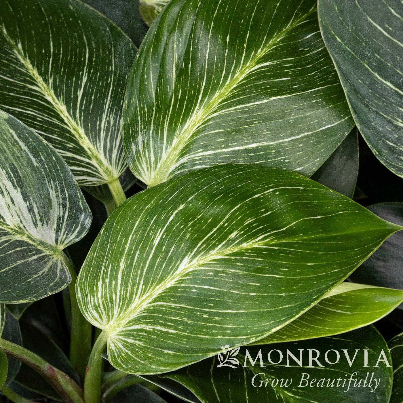 Philodendron Tatei 'Birkin’ ~ Monrovia® Birkin Philodendron-ServeScape