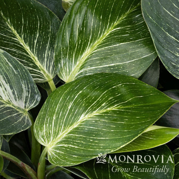 Philodendron Tatei 'Birkin’ ~ Monrovia® Birkin Philodendron-ServeScape