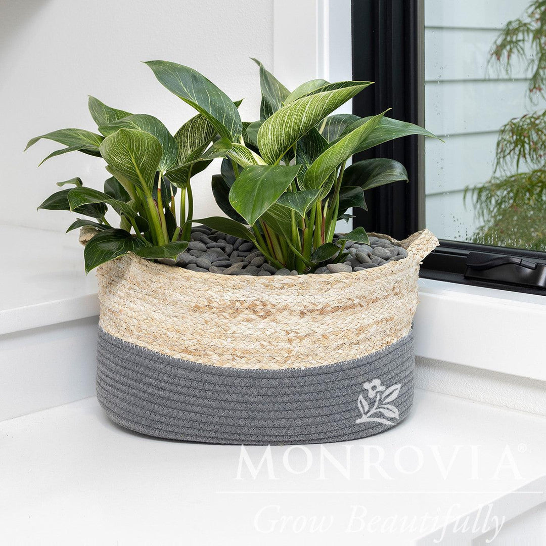 Philodendron Tatei 'Birkin’ ~ Monrovia® Birkin Philodendron-ServeScape