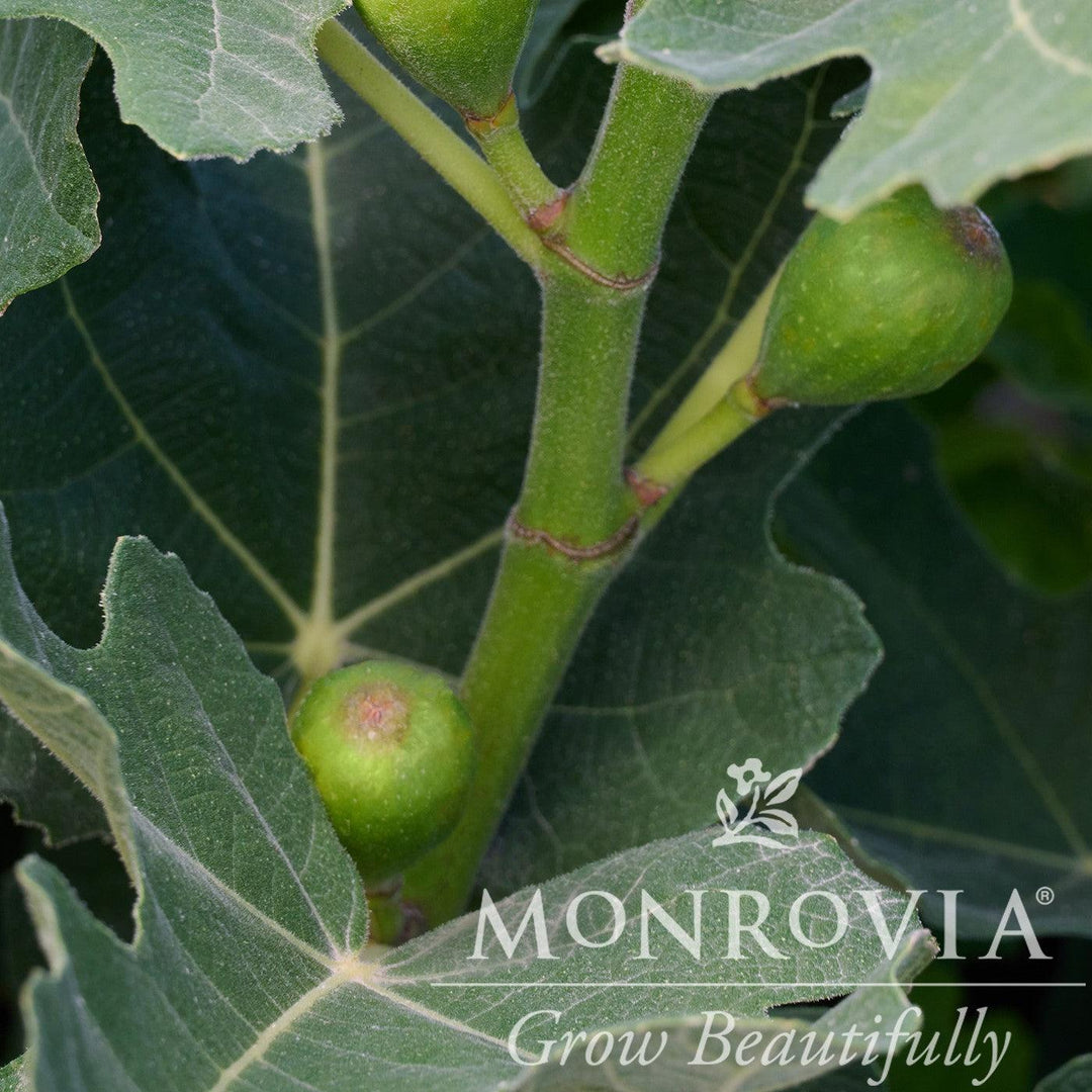 Ficus carica 'PT-DF-14' ~ Monrovia® Fignomenal® Dwarf Fig-ServeScape