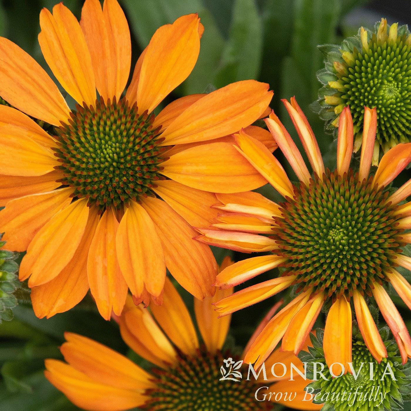 Echinacea 'TNECHPS' PP #30,169 ~ Monrovia® Prima™ Saffron Coneflower-ServeScape