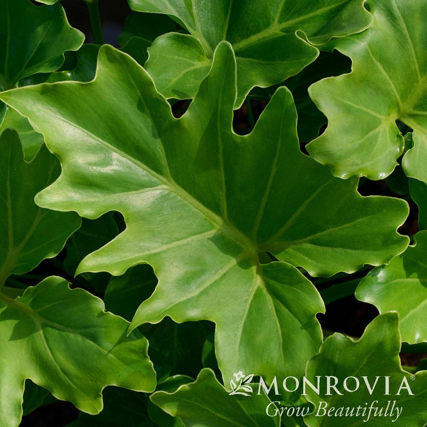 Philodendron 'Shangrila' PP #32,524 ~ Monrovia® Shangri La Philodendron-ServeScape