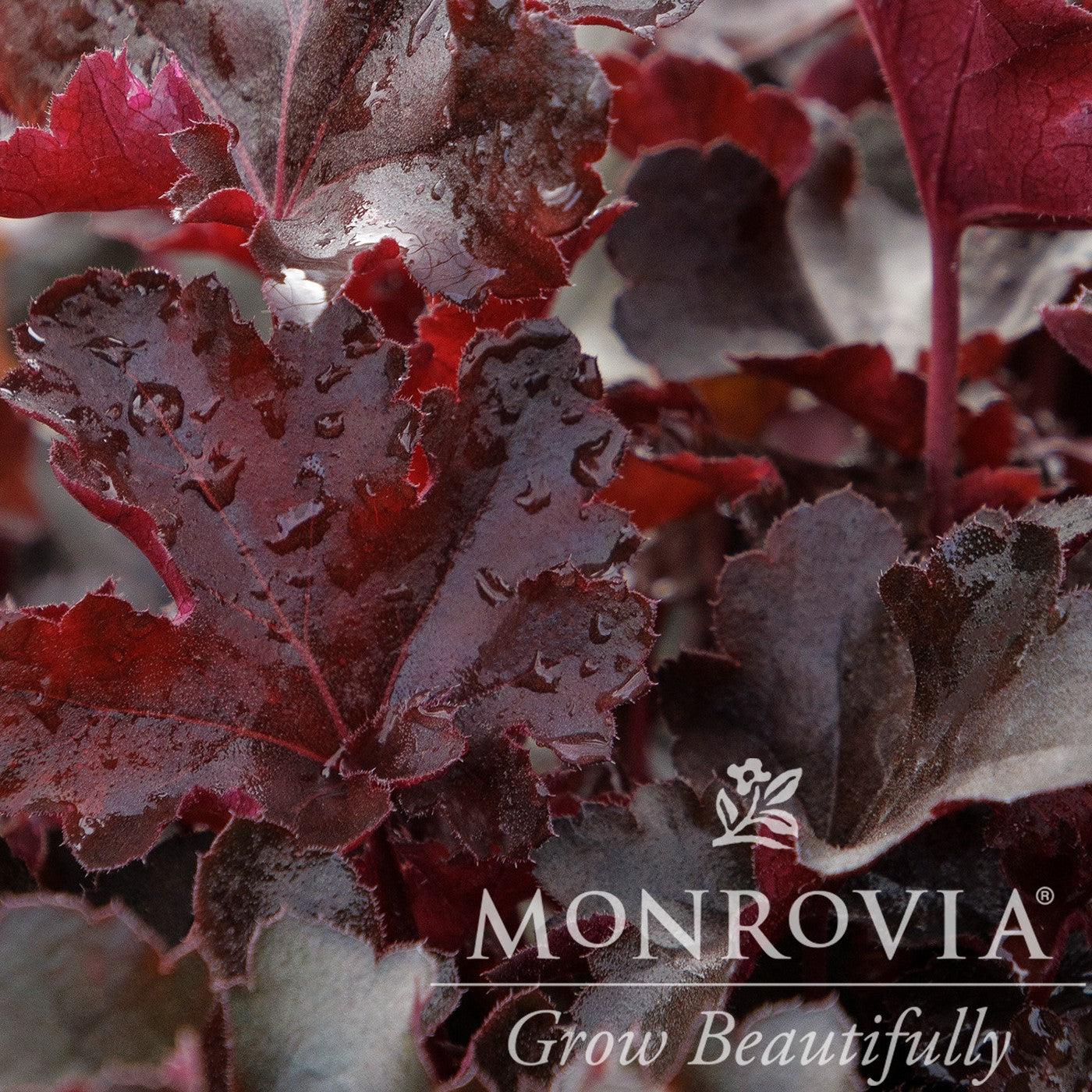 Heuchera 'DOHEUGABECI' ~ Monrovia® Balboa Sunset® Heuchera-ServeScape