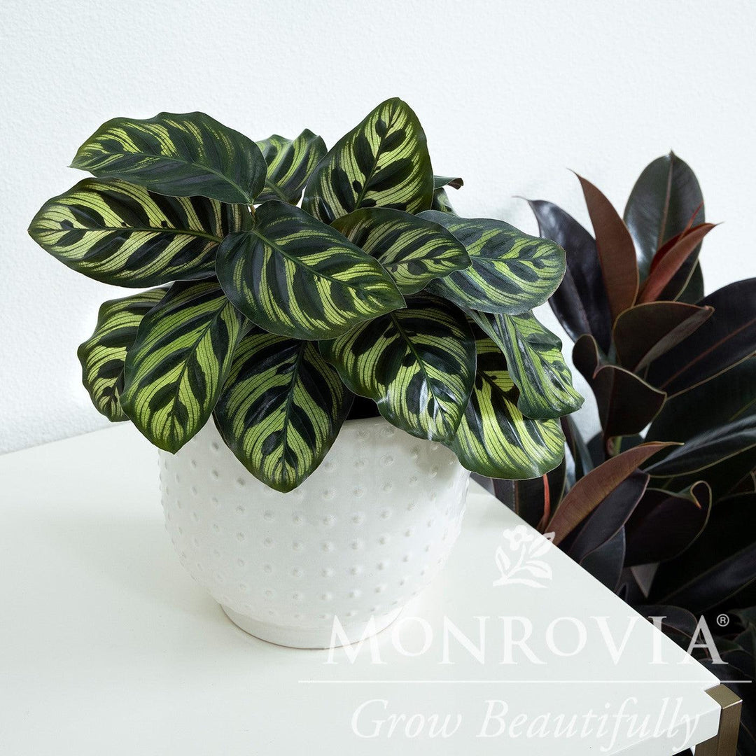 Calathea makoyana ~ Monrovia® Peacock Plant-ServeScape