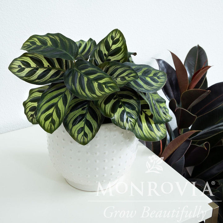 Calathea makoyana ~ Monrovia® Peacock Plant-ServeScape