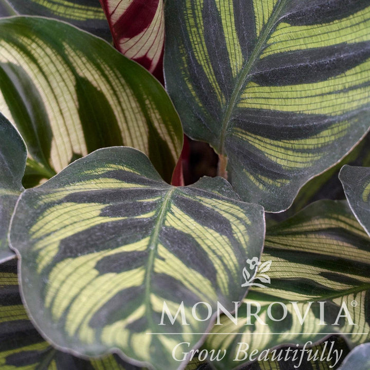 Calathea makoyana ~ Monrovia® Peacock Plant-ServeScape