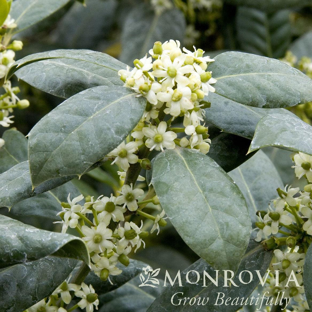 Ilex 'Nellie R. Stevens' ~ Monrovia® Nellie R. Stevens Holly-ServeScape