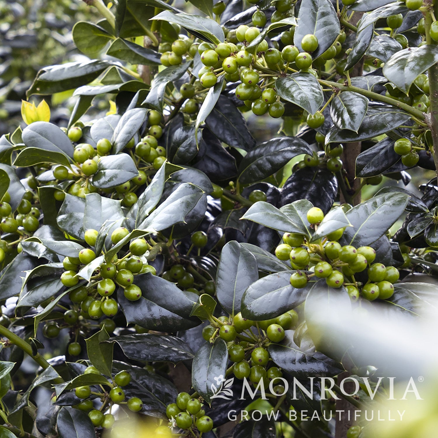 Ilex 'Nellie R. Stevens' ~ Monrovia® Nellie R. Stevens Holly-ServeScape