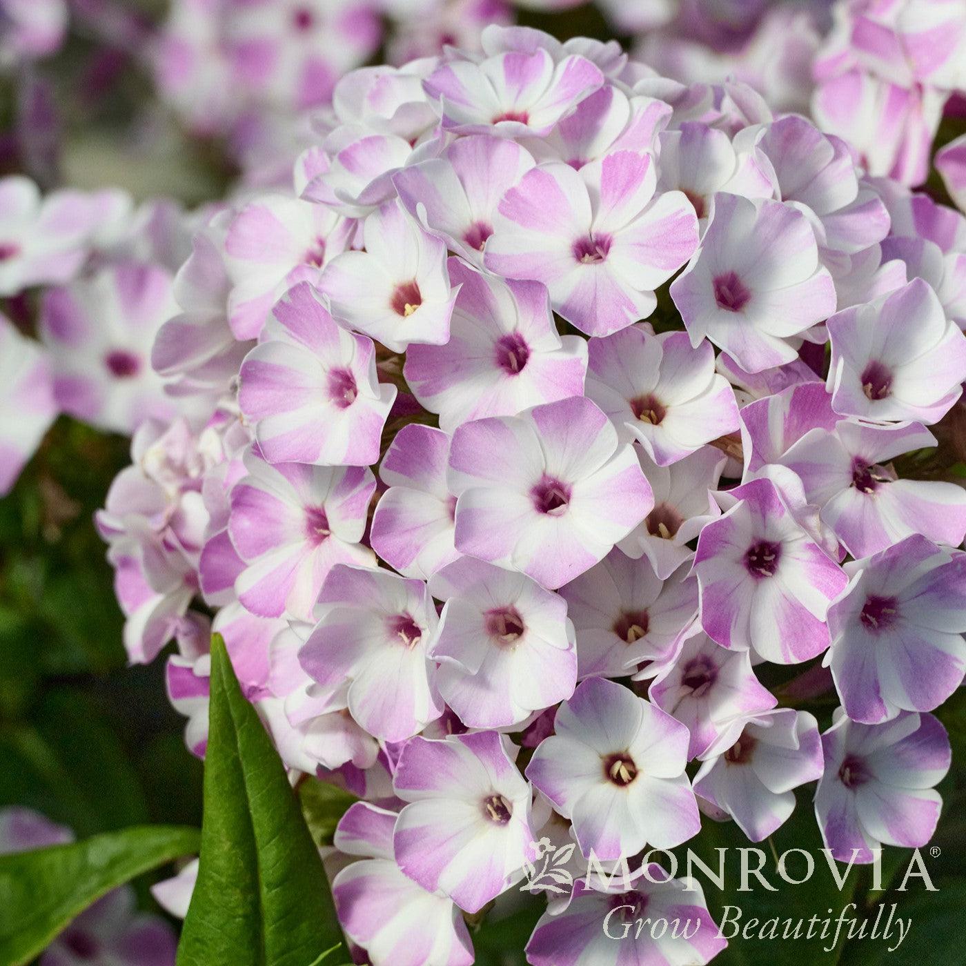 Phlox 'Lilac Star' ~ Monrovia® Flame® Lilac Star Garden Phlox-ServeScape