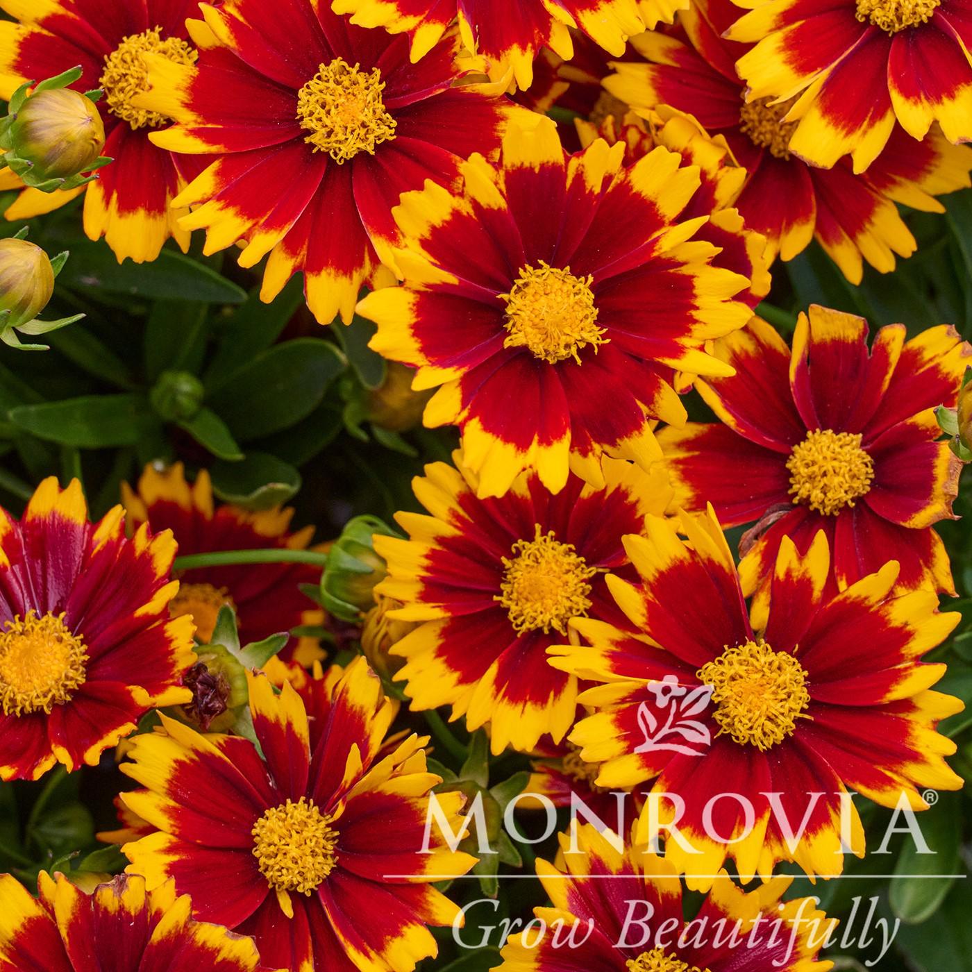 Coreopsis 'Baluptred' PP3386' ~ Monrovia® Uptick™ Red Coreopsis-ServeScape