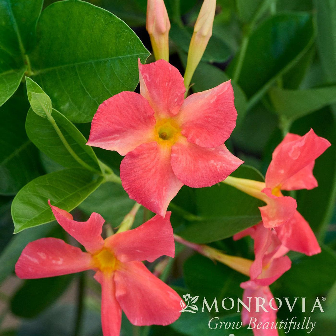 Mandevilla 'Lanoklahoma' PP #29,709 ~ Monrovia® Diamantina™ Coral Orange Sunrise Dipladenia-ServeScape