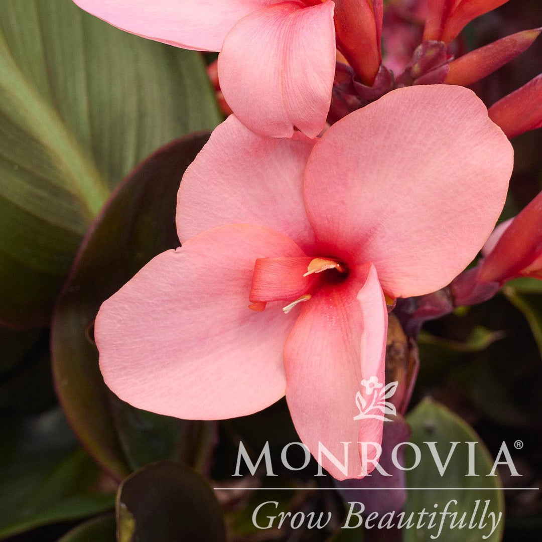 Canna x generalis 'Cannova Bronze Peach' ~ Monrovia® CANNOVA® Bronze Peach Canna Lily-ServeScape