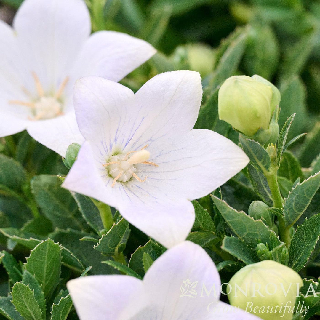 Platycodon grandiflorus 'Twinkle White' ~ Monrovia® Twinkle™ White Balloon Flower-ServeScape